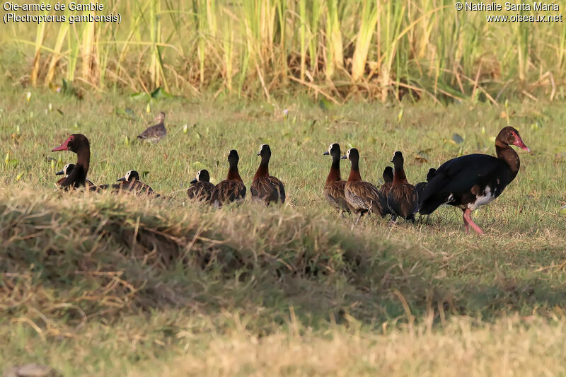 Spur-winged Gooseadult, identification, habitat