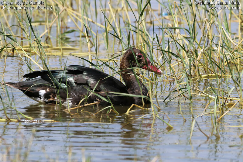 Spur-winged Gooseadult, identification, habitat, swimming