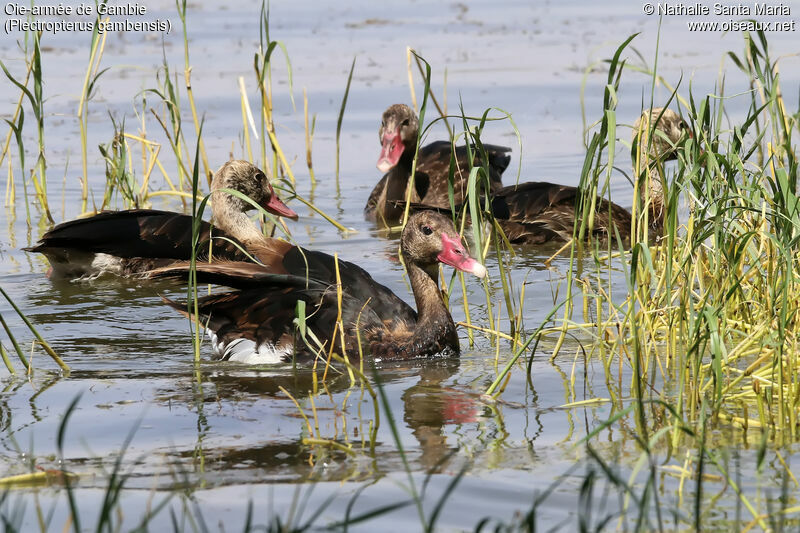 Spur-winged Gooseimmature, identification, habitat, swimming