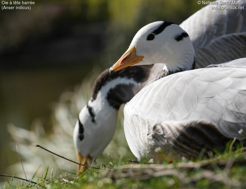 Bar-headed Gooseadult