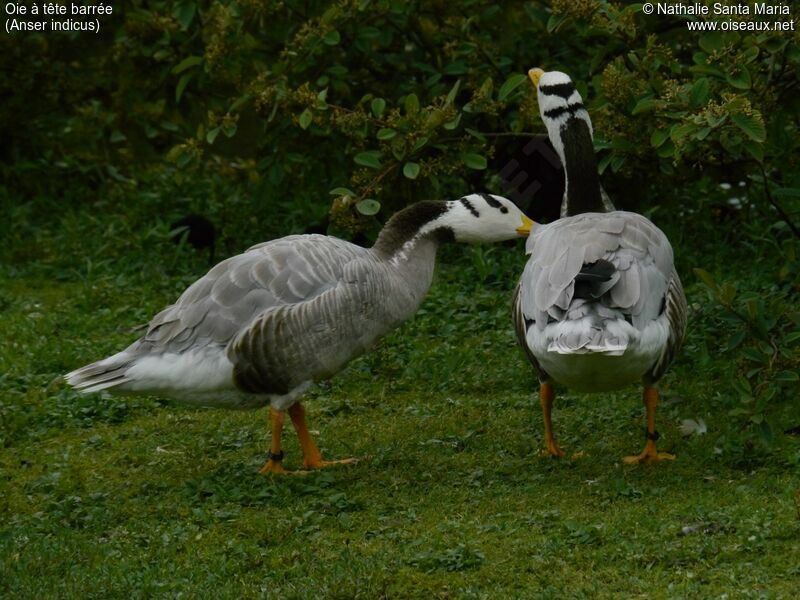 Bar-headed Gooseadult, identification, walking