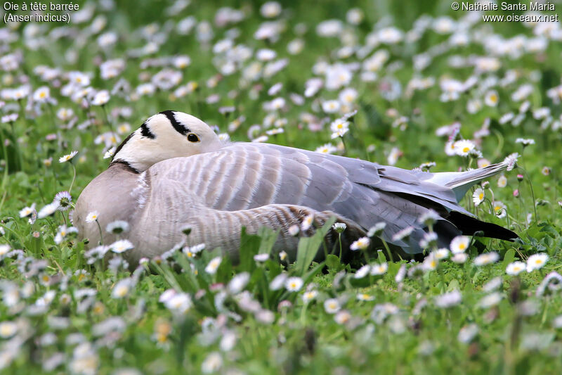 Bar-headed Gooseadult, identification, Behaviour