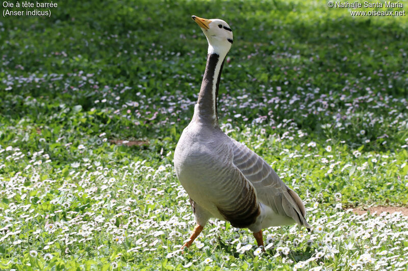 Bar-headed Gooseadult, identification, walking