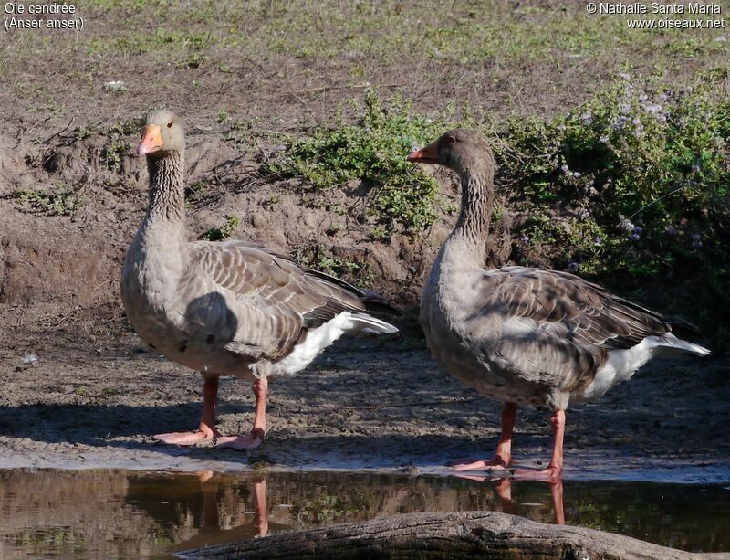 Greylag Gooseadult