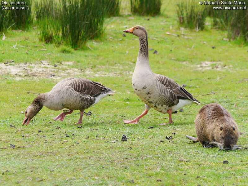 Greylag Gooseadult