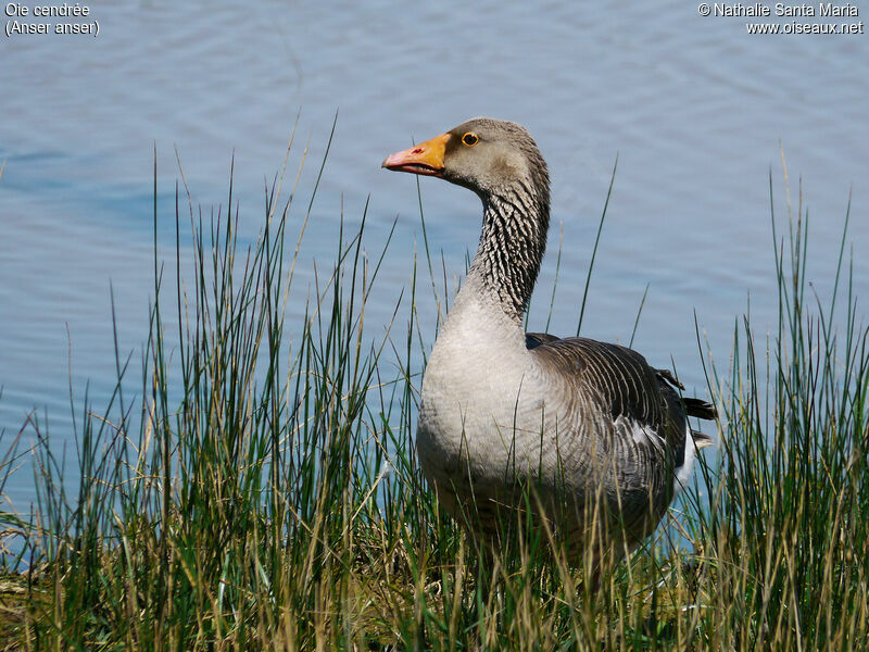 Greylag Gooseadult