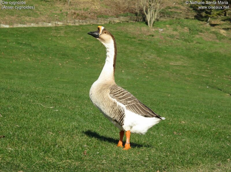 Swan Gooseadult