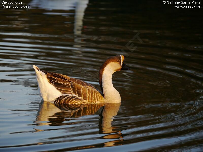 Swan Goose 