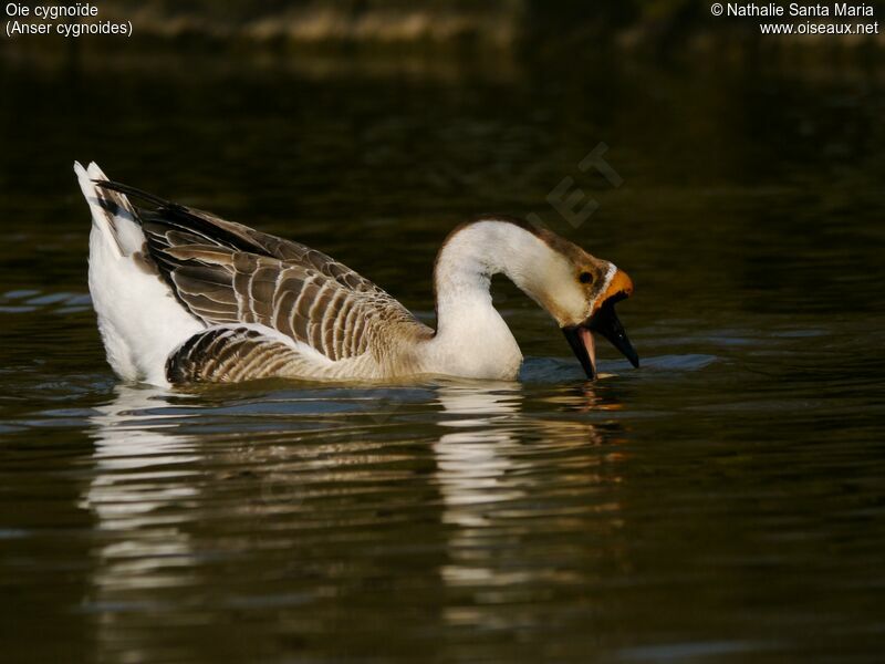 Swan Gooseadult