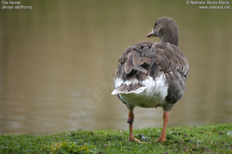 Greater White-fronted Goose, identification, habitat, Behaviour