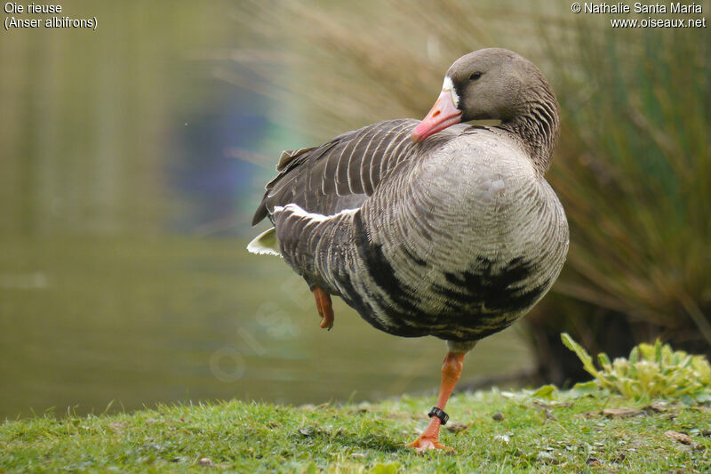 Greater White-fronted Gooseadult, identification, habitat, Behaviour