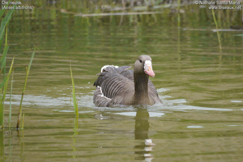 Oie rieuseadulte, identification, habitat, nage