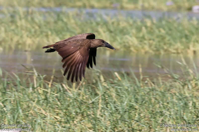 Hamerkopadult, Flight