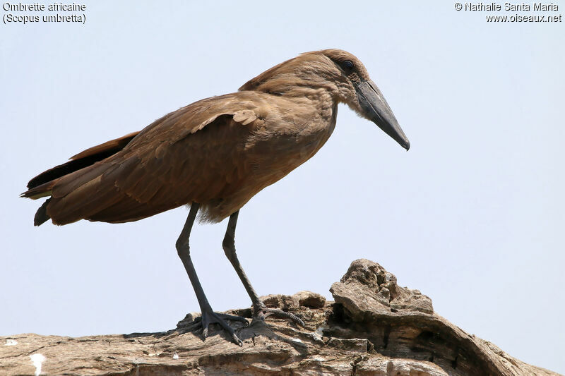 Hamerkopadult, identification, close-up portrait, Behaviour