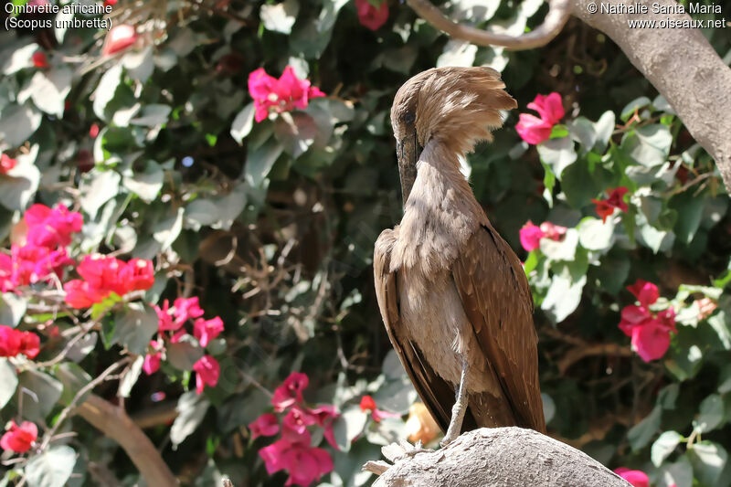 Ombrette africaineadulte, identification, habitat, soins