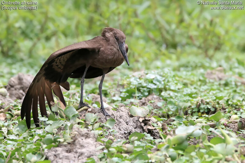 Hamerkopadult, identification, habitat