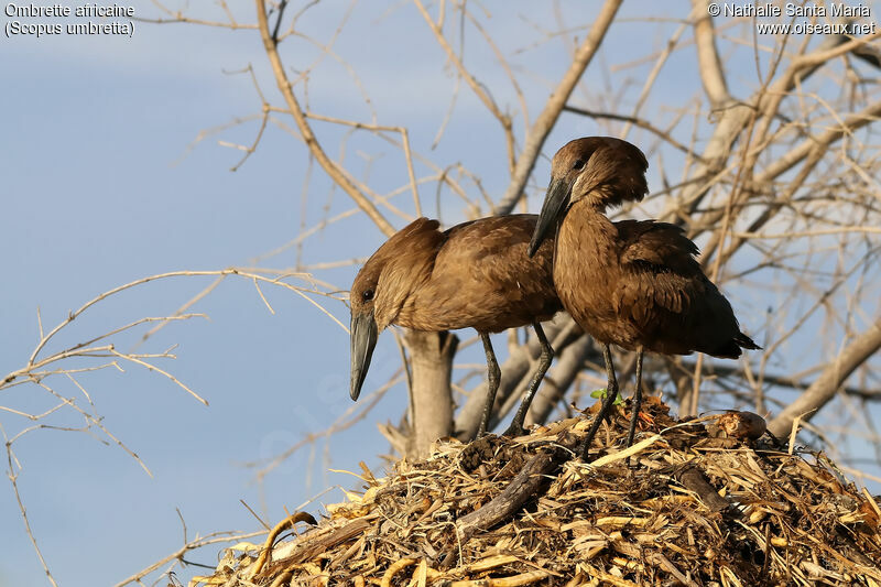 Ombrette africaineadulte, habitat, Nidification