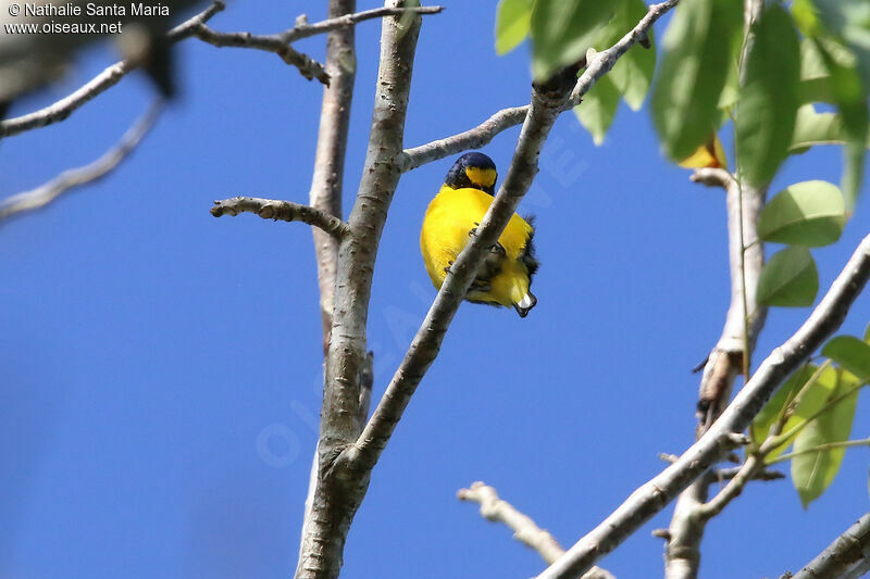 Organiste à gorge jaune mâle adulte, identification