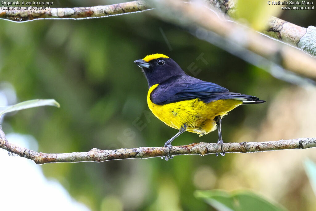 Orange-bellied Euphonia