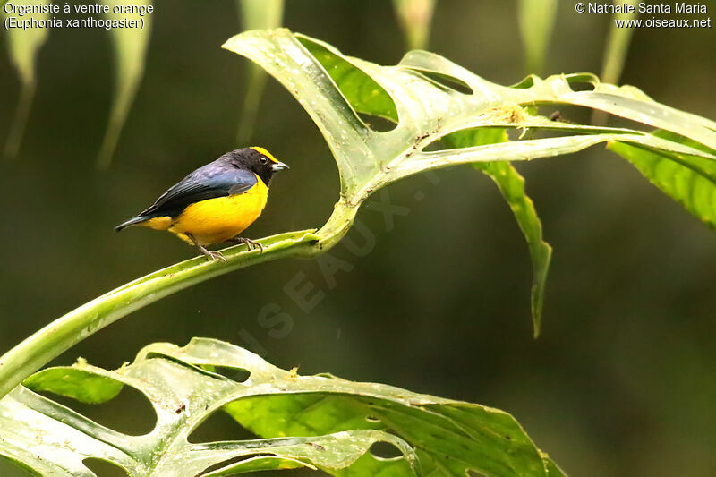 Orange-bellied Euphonia male adult, identification