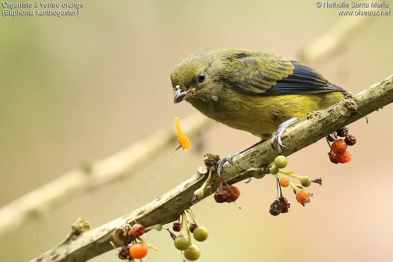 Orange-bellied Euphoniajuvenile, identification, feeding habits, eats