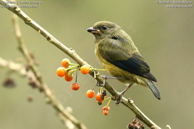 Orange-bellied Euphoniajuvenile, identification