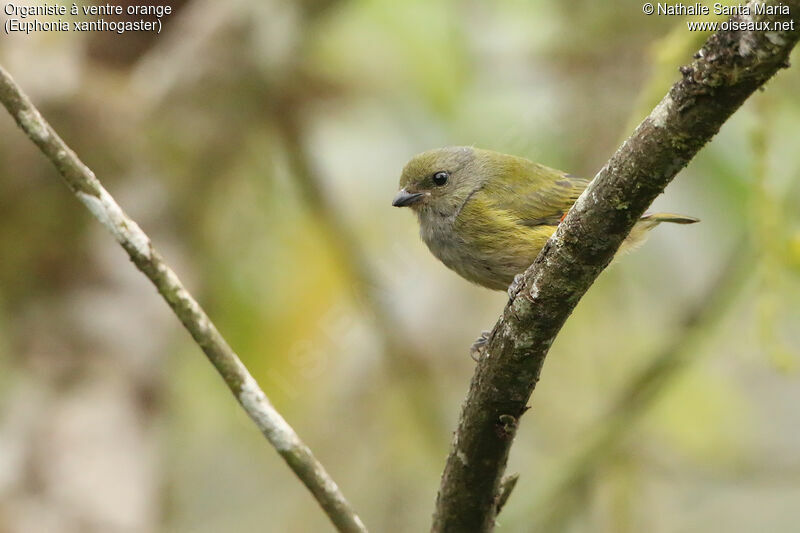 Orange-bellied Euphoniaimmature, identification