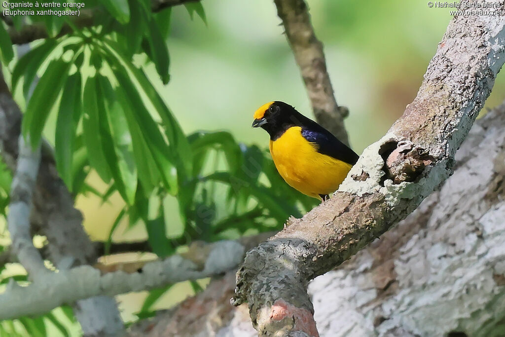 Orange-bellied Euphonia male adult breeding, identification