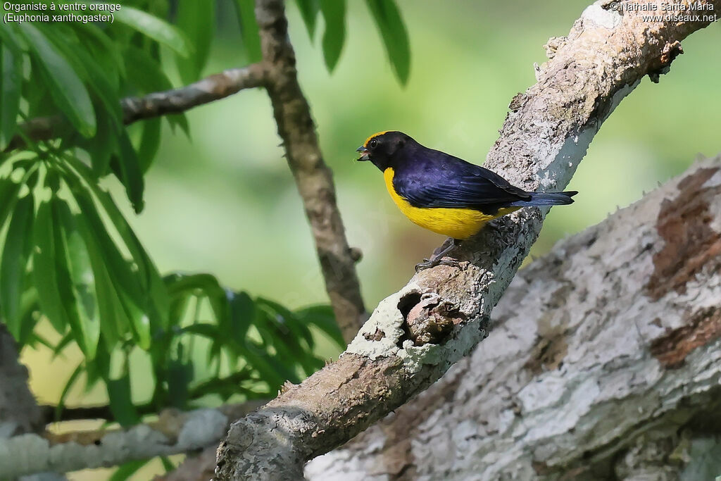 Orange-bellied Euphonia male adult, identification, eats