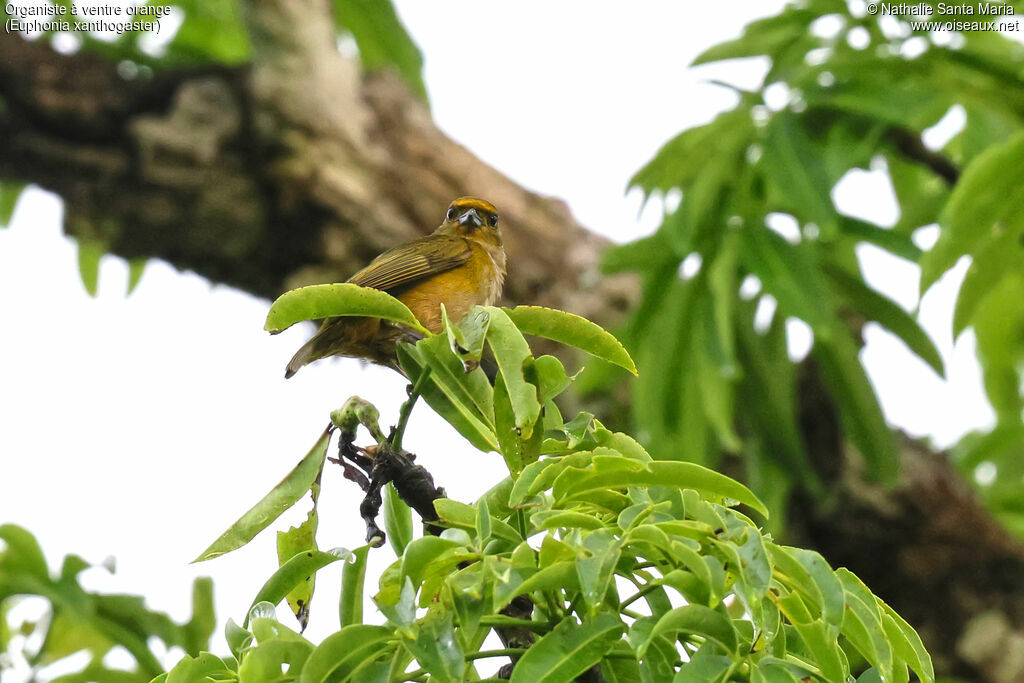 Orange-bellied Euphonia female adult, identification