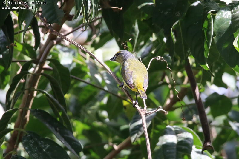 Scrub Euphonia female adult, identification