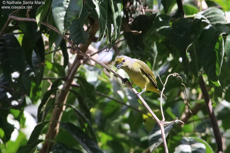 Scrub Euphonia female adult, identification