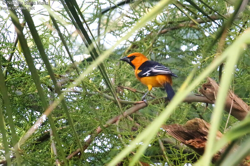 Oriole à gros becadulte, identification