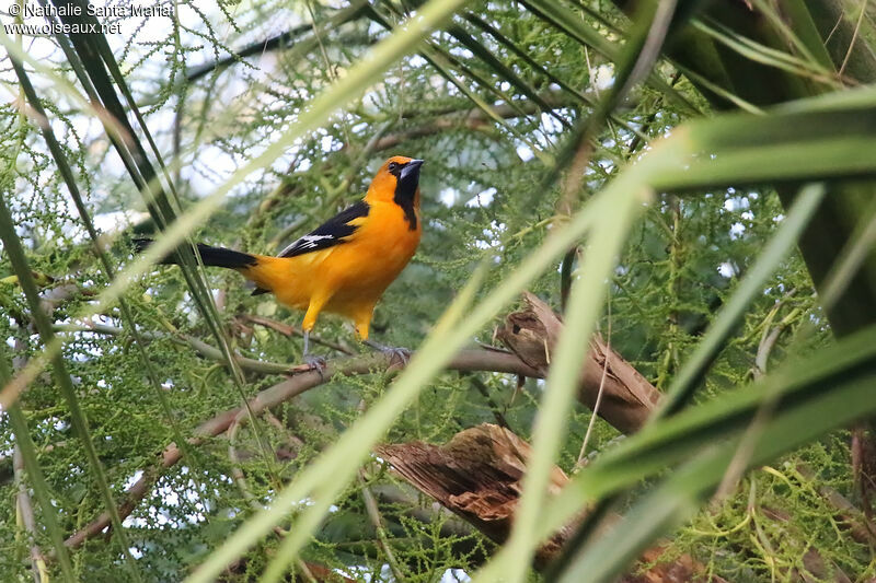 Altamira Orioleadult, identification