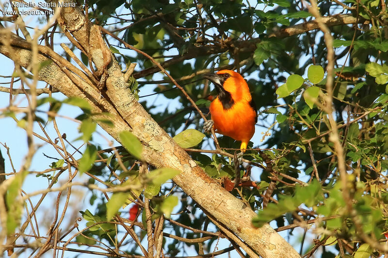 Altamira Orioleadult, identification