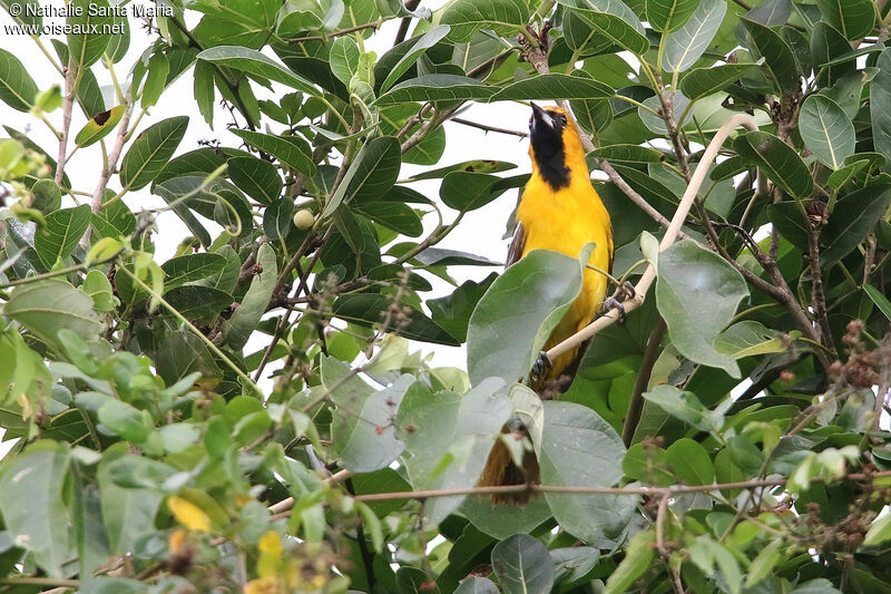 Oriole à queue jauneadulte, habitat