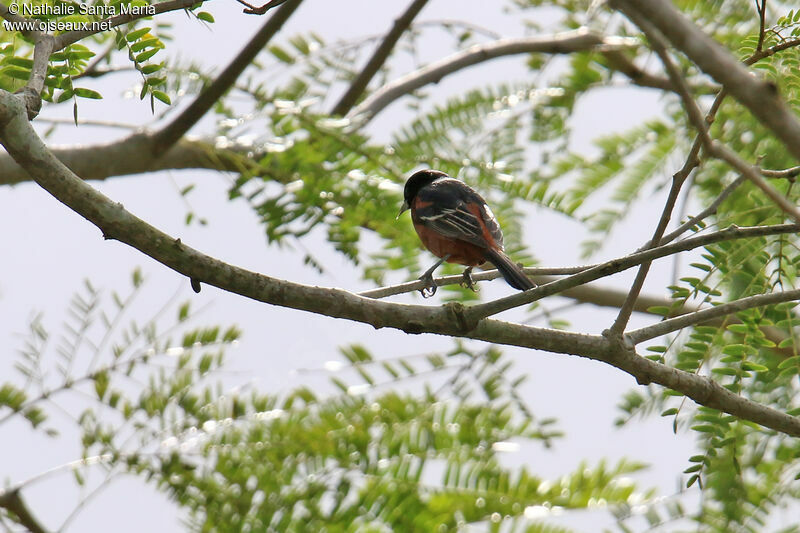 Orchard Oriole male adult, identification