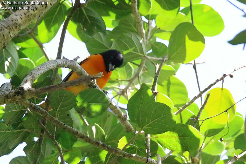 Baltimore Oriole male adult, identification