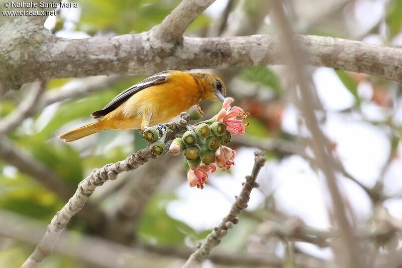 Baltimore Oriole female adult, identification, feeding habits