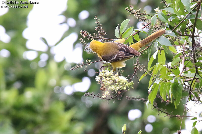 Hooded Oriole female adult, identification, eats