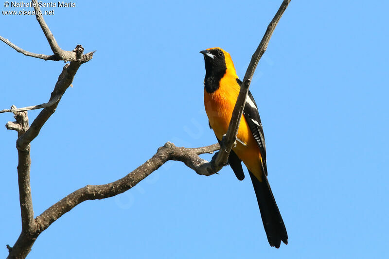 Hooded Oriole male adult, identification