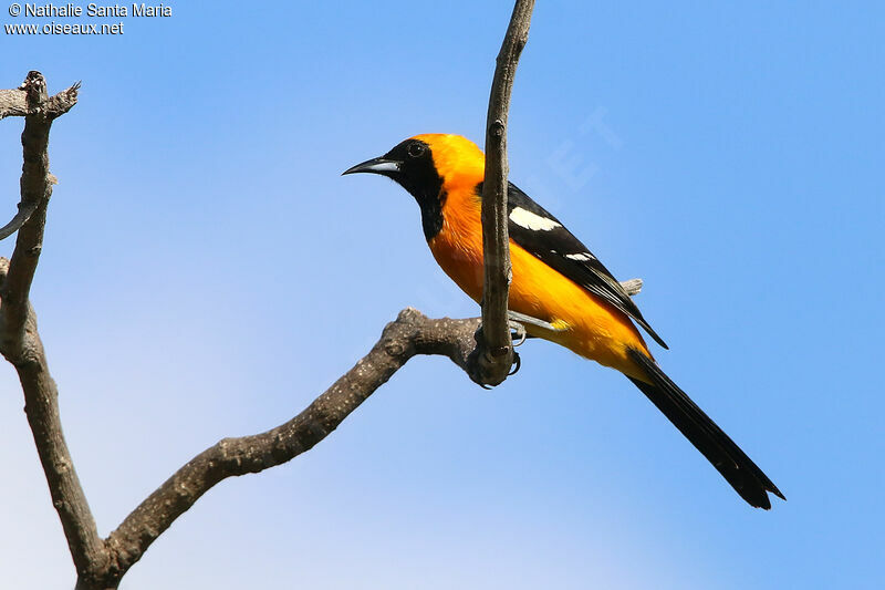 Hooded Oriole male adult, identification