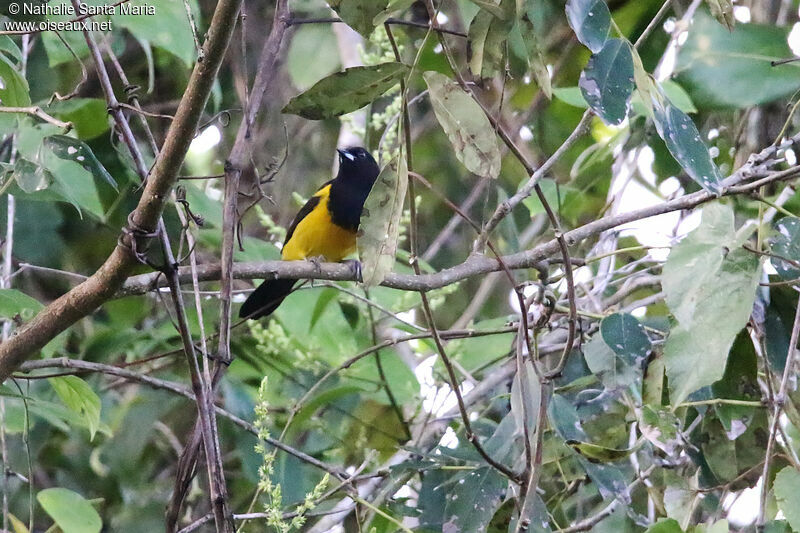 Black-cowled Oriole male adult, habitat