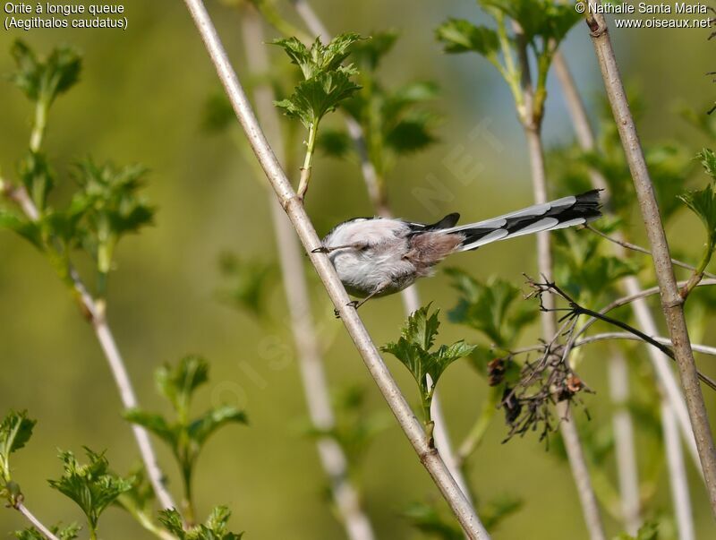 Long-tailed Titadult, identification, Behaviour