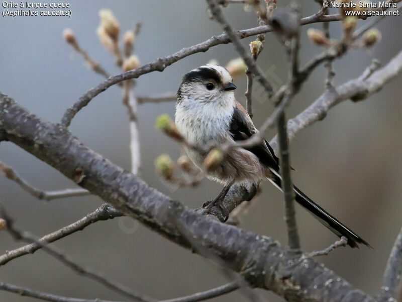 Long-tailed Titadult, identification, habitat, Behaviour