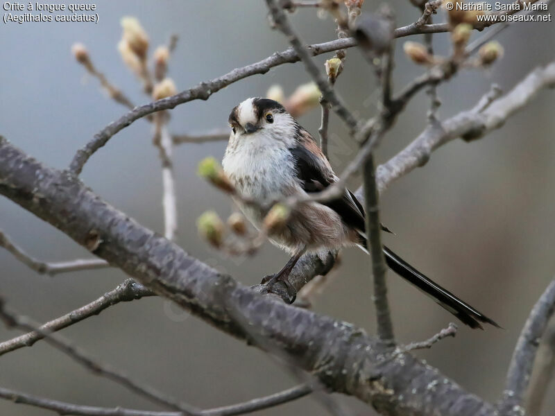 Long-tailed Titadult, identification, habitat, Behaviour