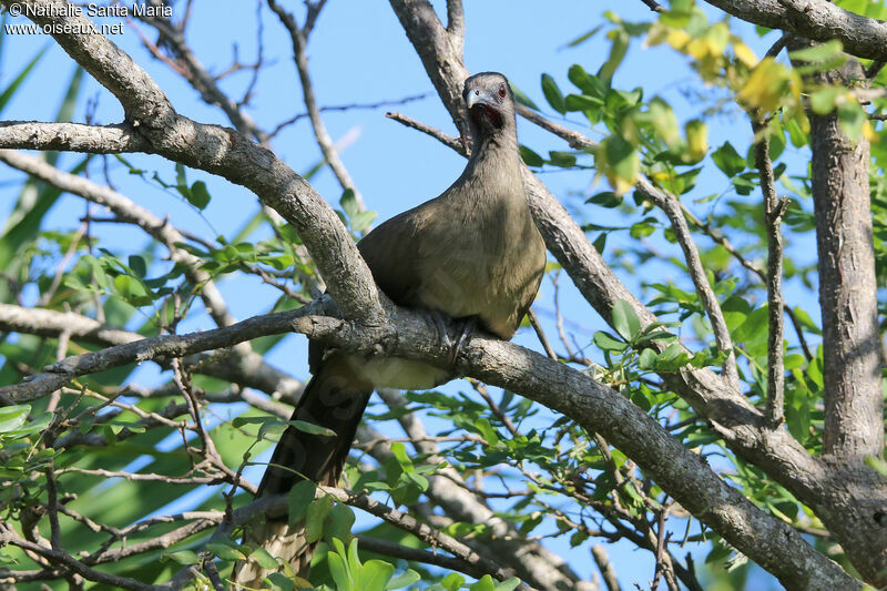 Plain Chachalacaadult, identification