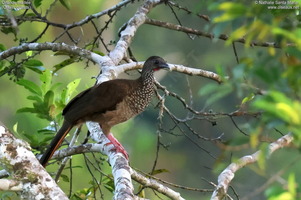 Speckled Chachalaca