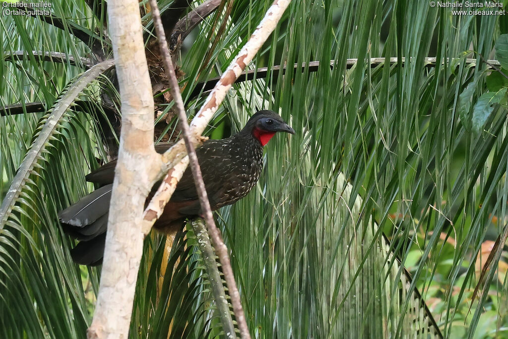 Speckled Chachalaca