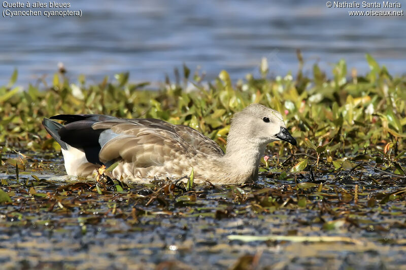 Blue-winged Gooseadult, identification, habitat, swimming